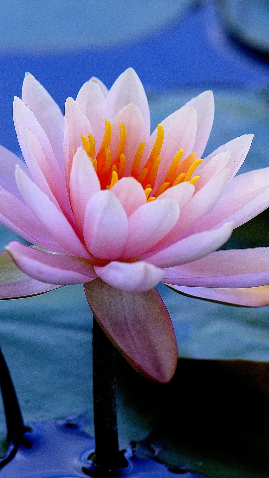 Pink water lily with a bright yellow center floating on dark blue water in a macro vertical composition.