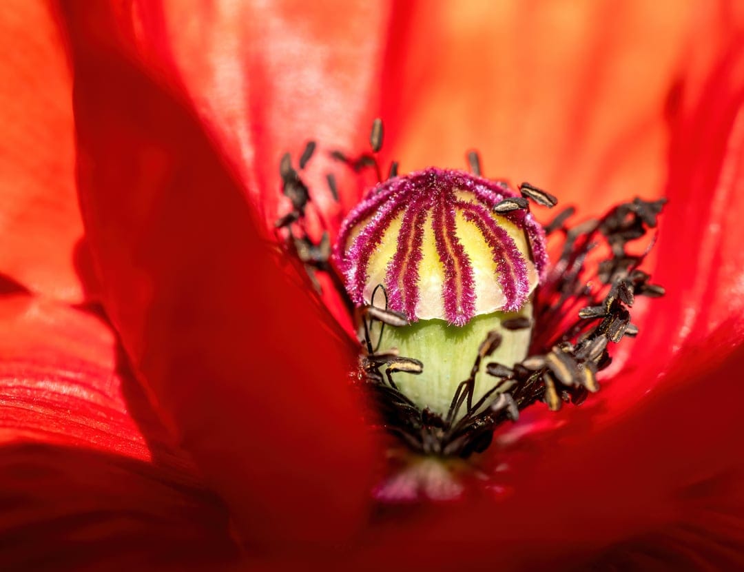 Red poppy flower center shows dark stamens and a striped stigma surrounded by soft scarlet petals in close-up.