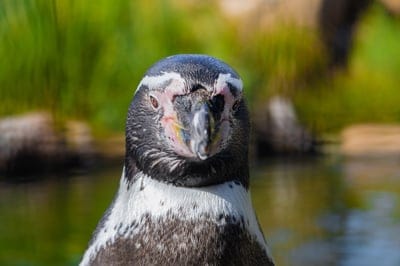 penguin,wallpaper HD,wallpaper 4k,cool backgrounds,HD wallpaper,Windows wallpaper,desktop backgrounds,4k wallpaper,wildlife,beautiful wallpaper,Mac wallpaper,bird,free background,laptop wallpaper,zoo,full HD wallpaper,4k wallpaper,free wallpaper,nature,an