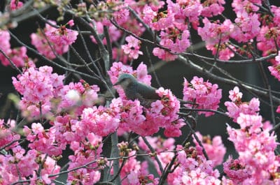 Small brown bird sits on a blossoming cherry tree branch covered in soft pink flowers and petals.
