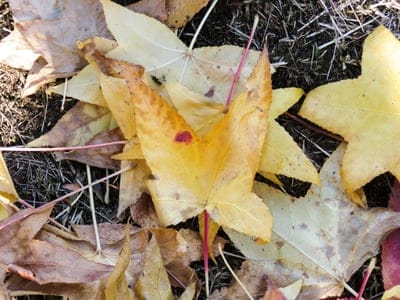 Autumn Leaf wallpaper,Autumn Leaf,Autumn Leaf desktop wallpaper,natural wallpaper,leaf