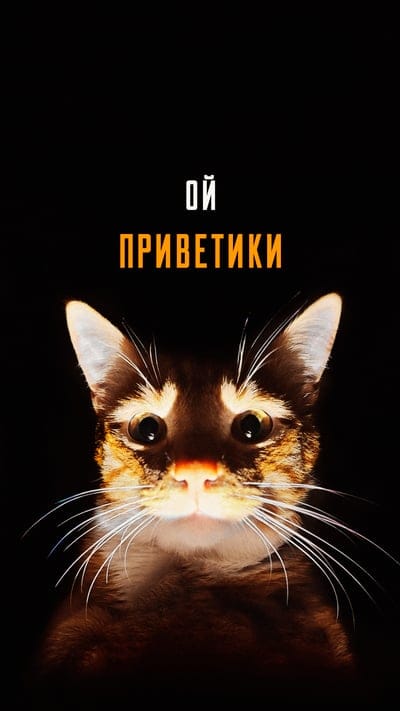 cat,nose,pet,shadows,funny