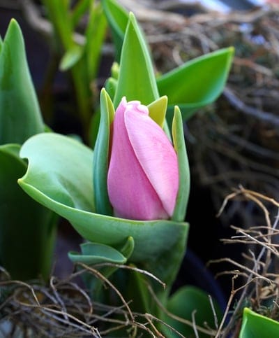 tulip,beautiful flowers,blossom,flower wallpaper,flower background,bloom,flower,spring,nature,flora