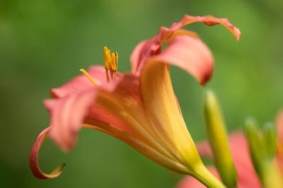 daylily,flower wallpaper,flower,flower background,lily,bloom,blossom,petals,beautiful flowers,lily petals,plant,flora,nature,close up