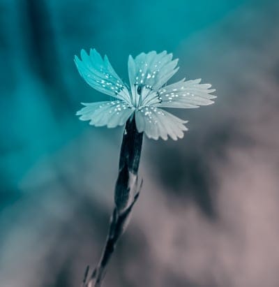 Serrated teal flower petals with white dewdrop markings against a soft blue and pinkish-gray blurred background.