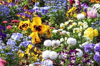 Purple pansies and white daisies bloom in a sunlit garden with small blue forget-me-nots and green leaves.
