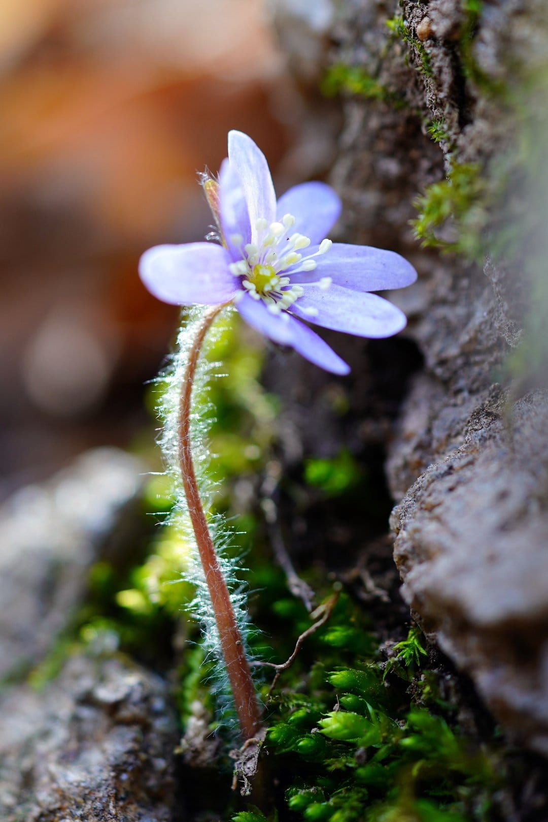 Violet wildflower with a fuzzy stem emerges from lush green moss on a forest floor with soft bokeh.