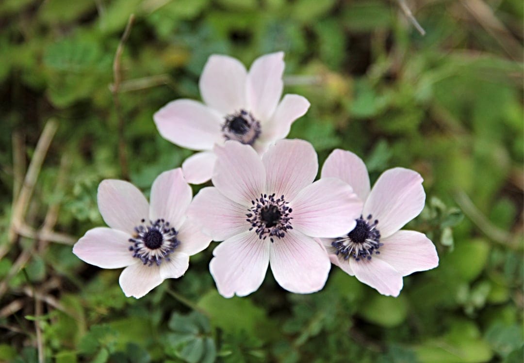 Pink anemone flowers with dark centers bloom amidst lush green leaves in a close-up vertical botanical scene.