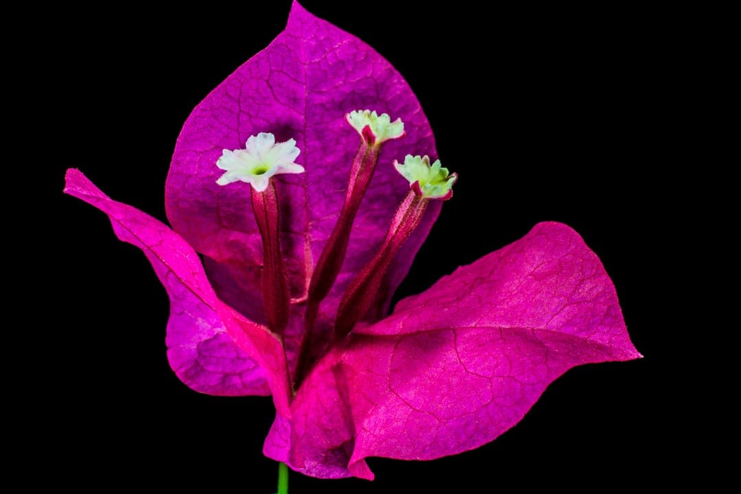 Pink bougainvillea bracts with small white inner flowers centered against a solid matte black background.