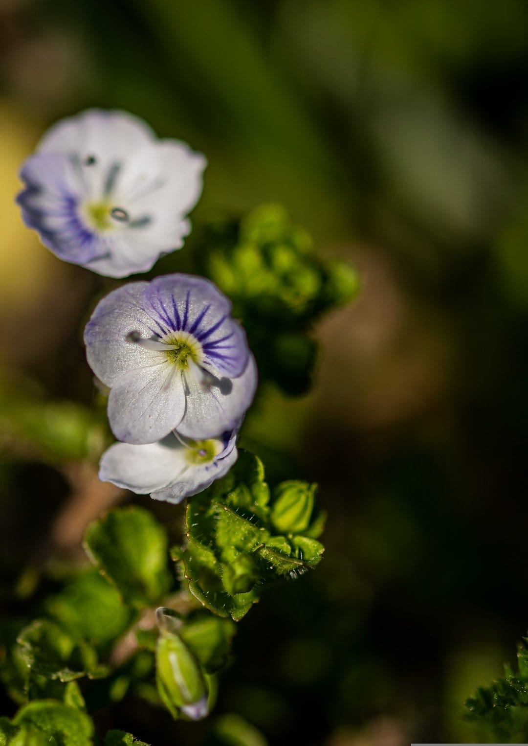 Blue speedwell wildflowers bloom in soft sunlight with a blurred green background of bokeh garden leaves.