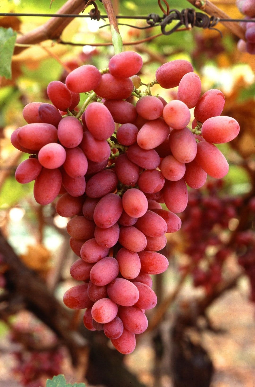 Ripe red grapes with glistening dew drops hang from a leafy vine in a soft-focus vineyard during the day.