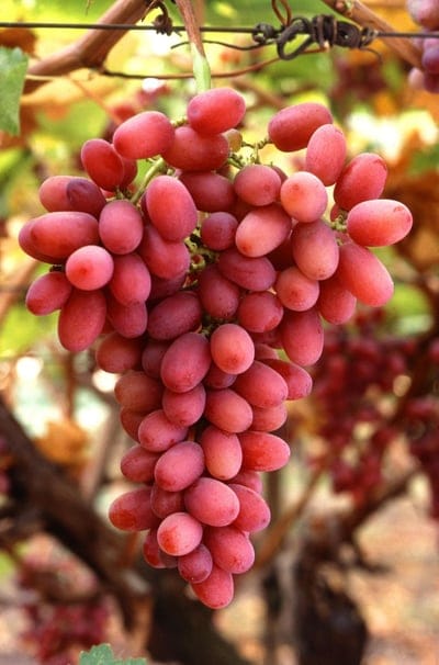 red grapes, grapevine, fresh fruit, organic produce, viticulture, healthy food, summer harvest, food photography, nature's bounty, ripe berries, winemaking, fruit hanging, vineyard, natural light, close-up, agricultural, food and drink, plant, farming, vegetarian, food, agriculture, grosvenor