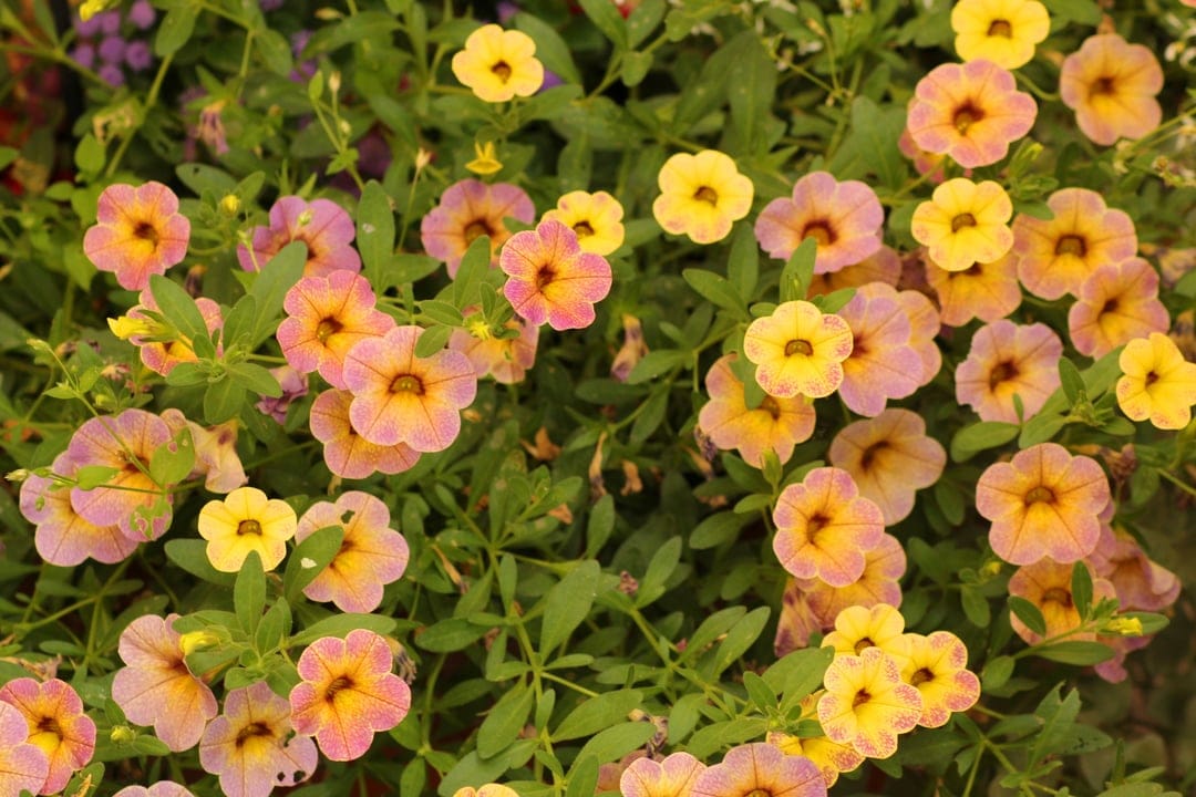 Pink and yellow Calibrachoa flowers with dark centers and green foliage fill a high-resolution vertical frame.