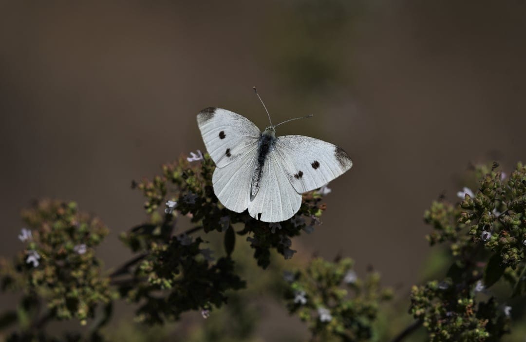 White butterfly with black spots perches on purple flowers surrounded by green leaves and a soft brown background.