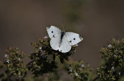 butterfly,cabbage white,beautiful flowers,flower wallpaper,flower background,insect,flowers,summer,nature