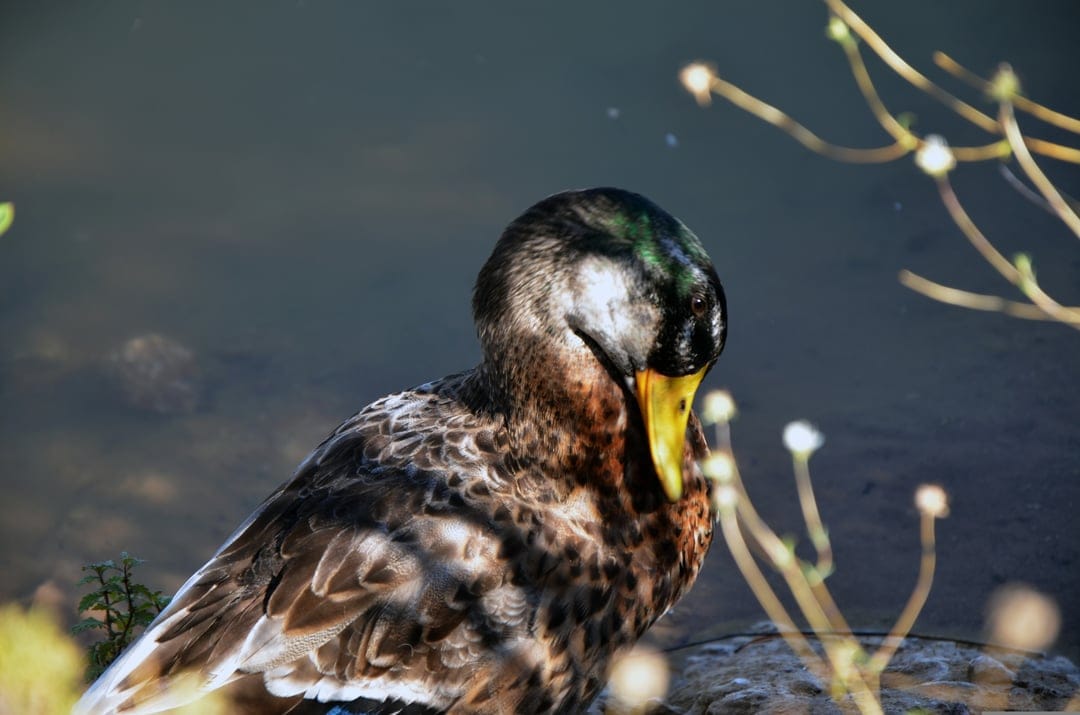 Mallard duck with a shiny green head rests its beak down against its brown mottled feathers near dark water.