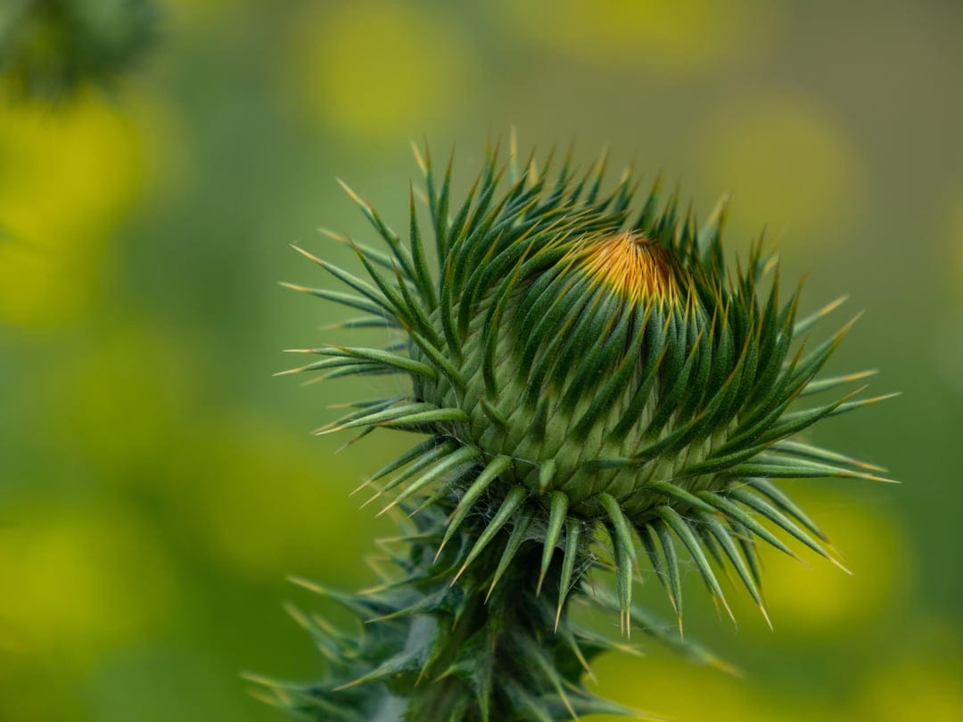 Green thistle bud featuring sharp prickly bracts and a yellow center against a soft-focus bokeh background.