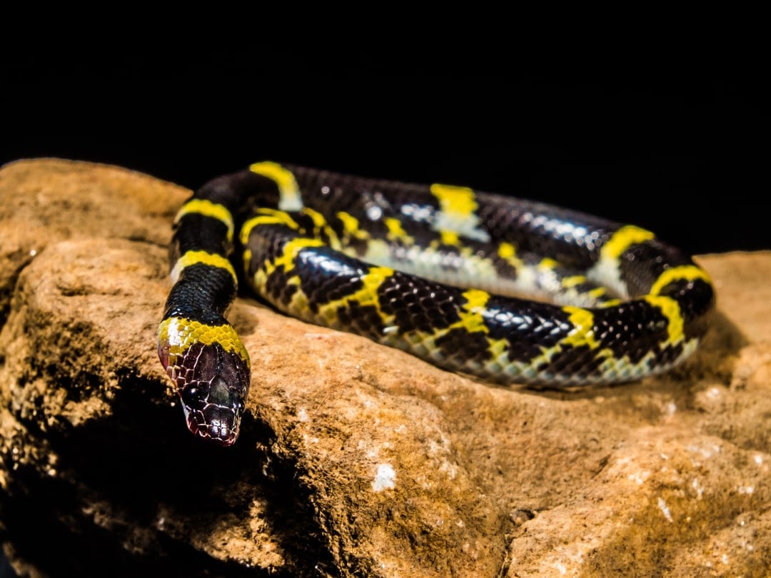 Banded Krait snake with black and yellow rings coiled on a textured grey rock against a dark background.