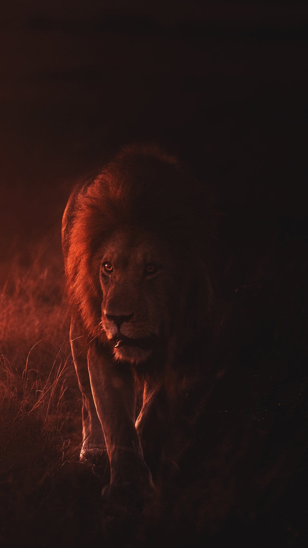 Lion with a golden mane gazes forward while illuminated by intense orange rim lighting against a black backdrop.