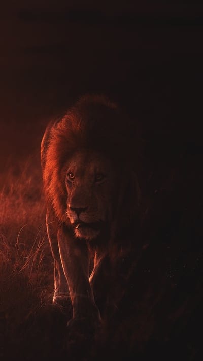 Lion, dark atmosphere, glowing eyes, powerful, wild, nature, predator, big cat, red light, intense, mysterious, wildlife, African savanna, untamed, animal, dramatic, stalking, night, silent, majestic