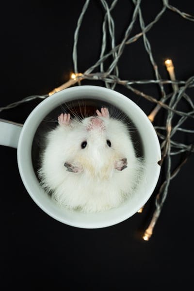 hamster, cute animal, white hamster, fluffy, animal photography, pet, rodent, small animal, animal portrait, adorable, whimsical, fairy lights, festive, holiday decor, christmas lights, cozy, indoor, mug, cup, dark background, animal antics, charming