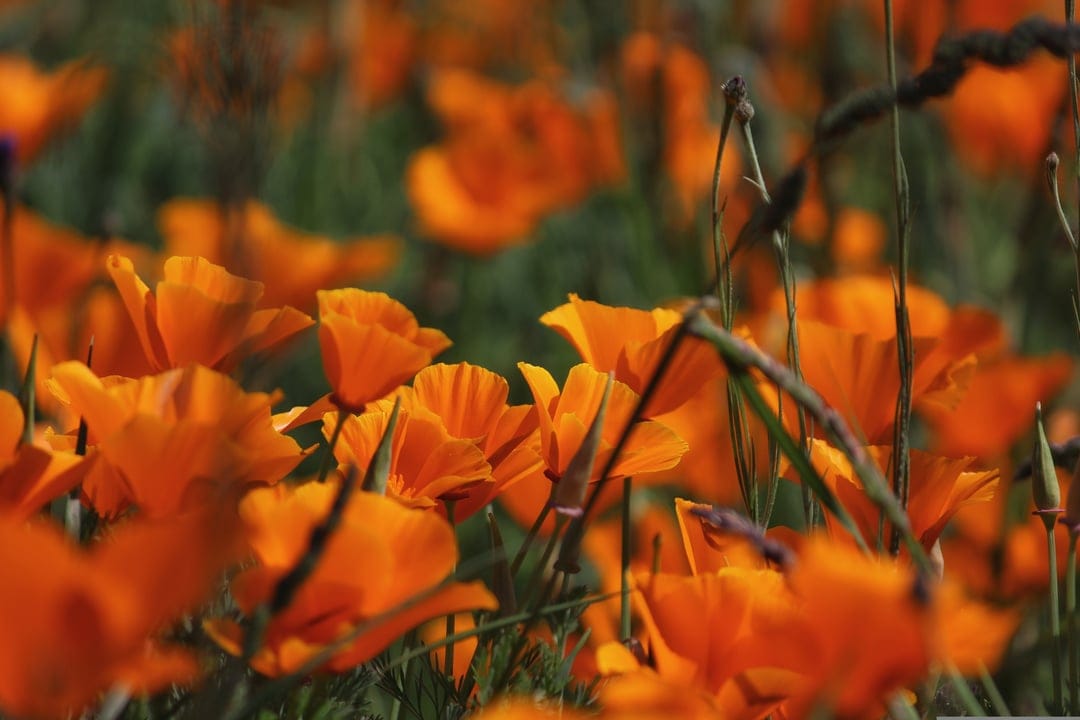 Bright orange California poppies with delicate petals stand in a soft-focus meadow under warm natural sunlight.
