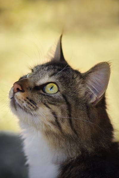 Tabby cat with yellow-green eyes looks upward, showing detailed facial fur and whiskers in soft outdoor light.