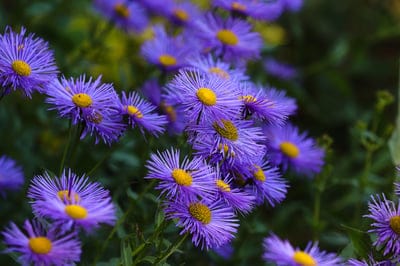 purple aster flowers, yellow center flowers, daisy-like flowers, aster garden, floral photography, nature close-up, blooming flowers, garden beauty, vibrant colors, summer blossoms, fall flowers, perennial flowers, wildflowers, botanical image, petals, nature detail, outdoor photography, colorful garden, seasonal flowers, plant life, flora, flower field