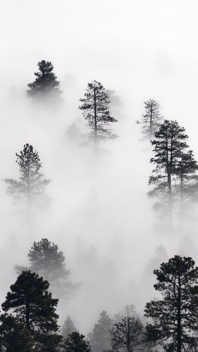 Winter fog,iPhone wallpaper,foggy forest wallpaper,fog,forest wallpaper