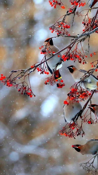 Beautiful birds, leaves, tree, branches, birds, bonito