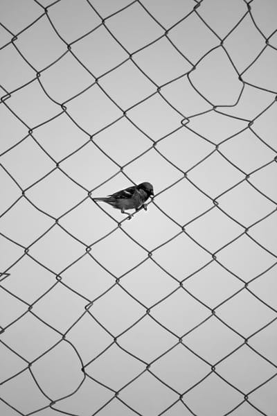 sparrow,fence,bw,mesh,bird,minimalism