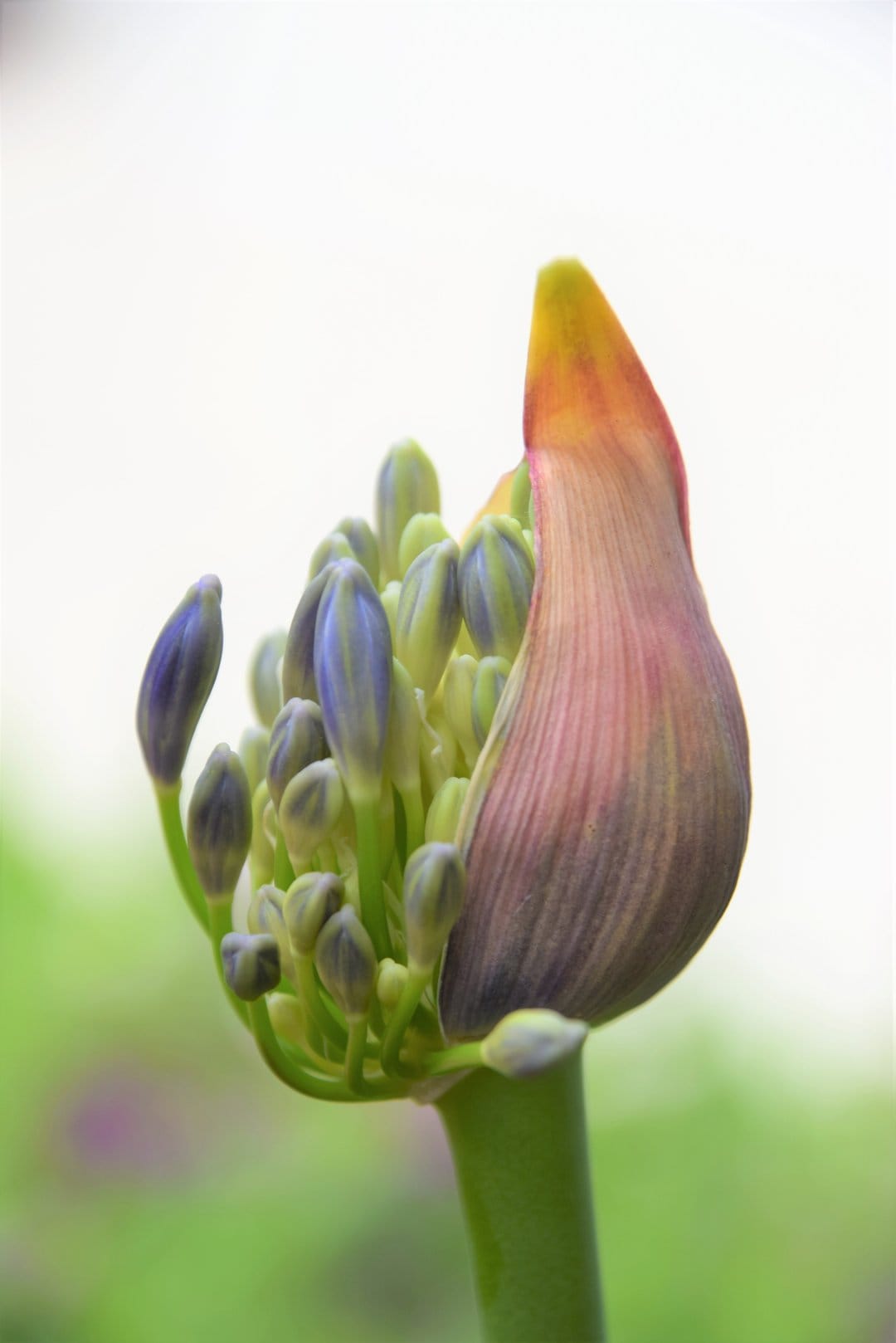Agapanthus flower bud with purple tips unfurls against a soft green background in a vertical macro view.