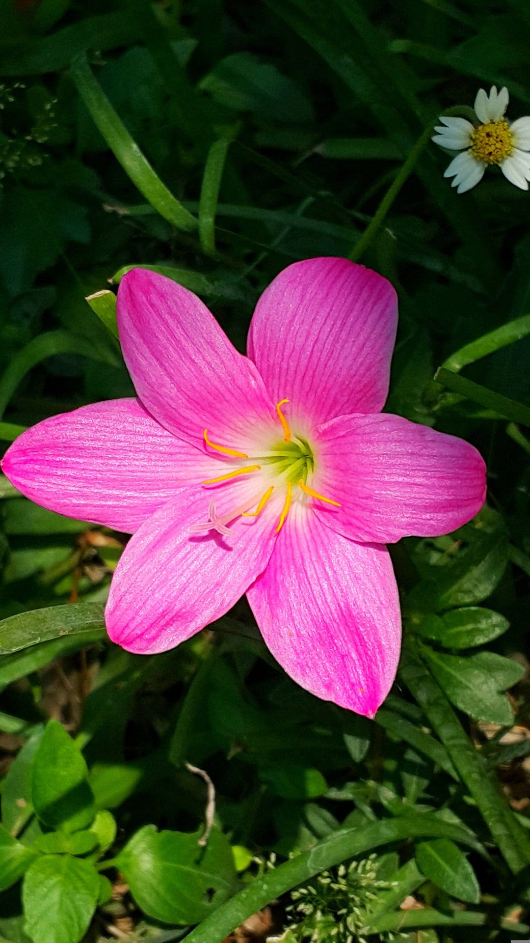 Pink rain lily flower with a yellow center blooms amidst dark green foliage and a small white wildflower.