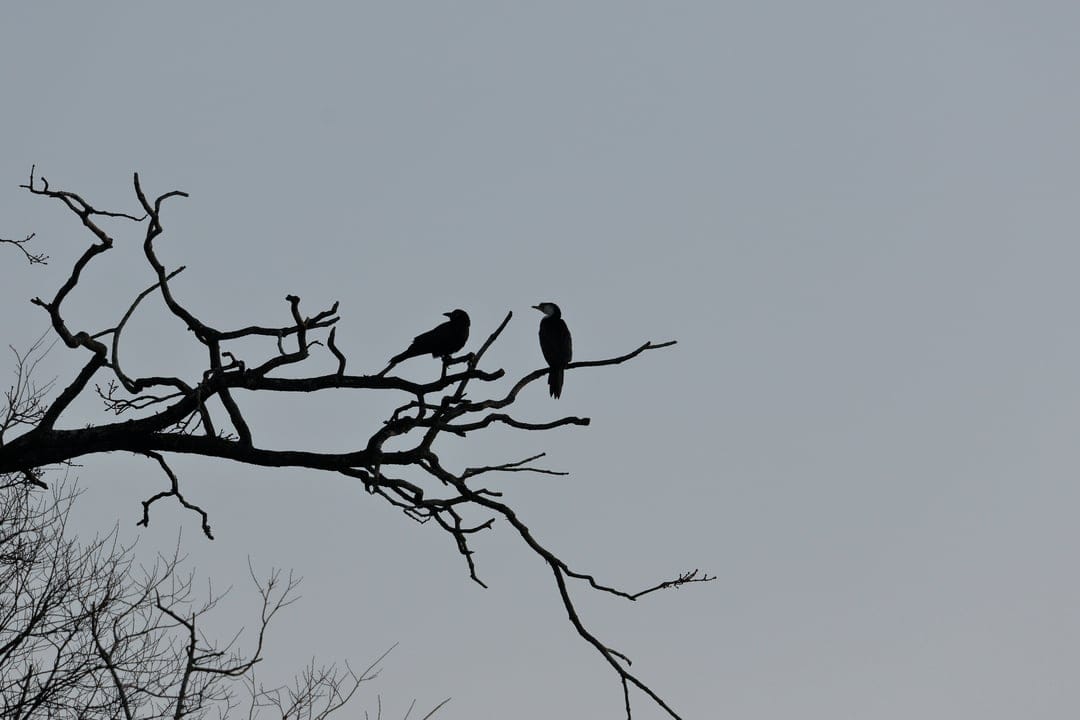 Two crows perched on leafless tree branches appear as dark silhouettes against a flat, overcast gray sky.