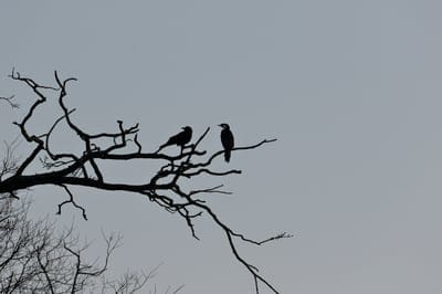 birds,branches,driftwood,tree,sky