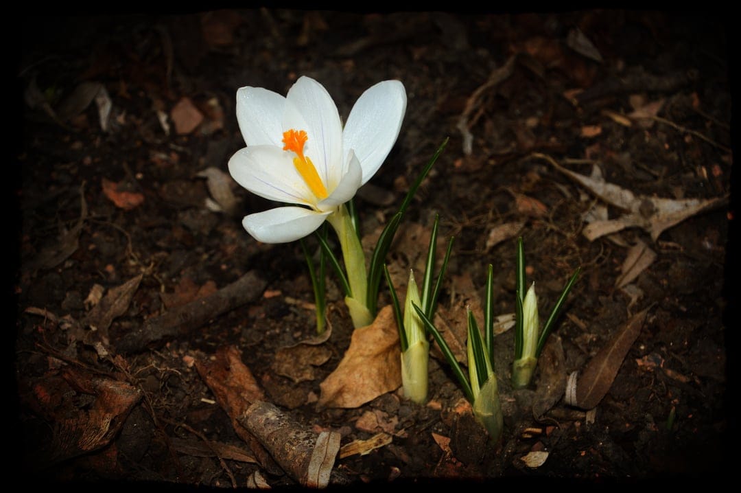 White crocus flower with an orange center grows from dark soil and brown leaves in a vertical nature scene.