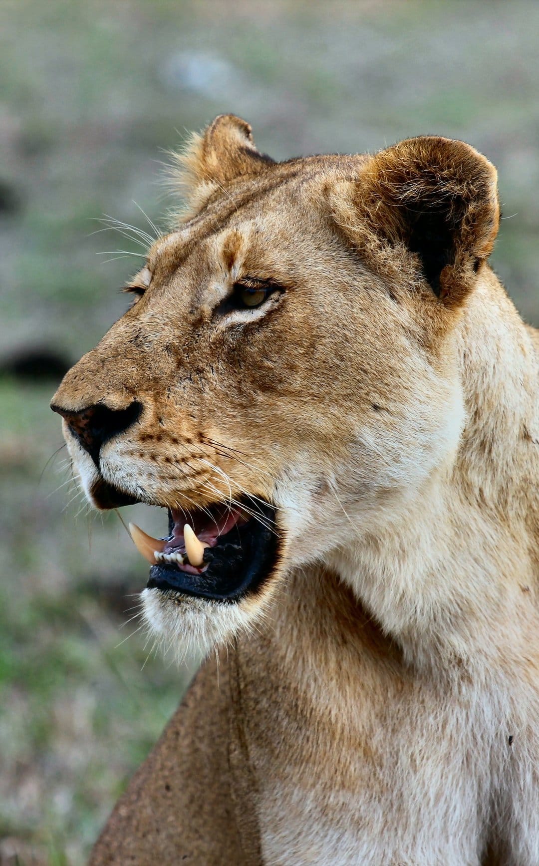 Lioness roaring in profile with mouth open showing teeth against a blurred savanna background in soft sunlight.