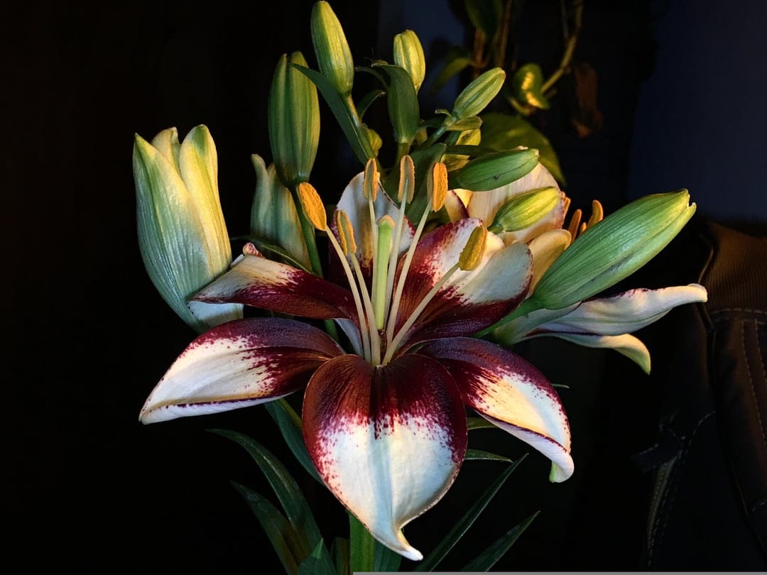 Bicolored lily flower featuring dark red petal edges, white centers, and unopened buds against a black backdrop.