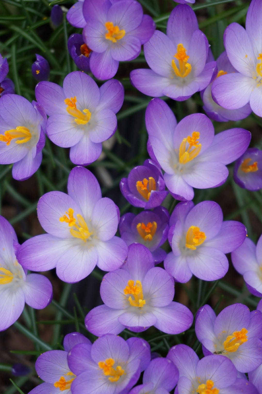 Purple crocus flowers with bright orange stamens bloom amidst soft green leaves in a close-up garden view.