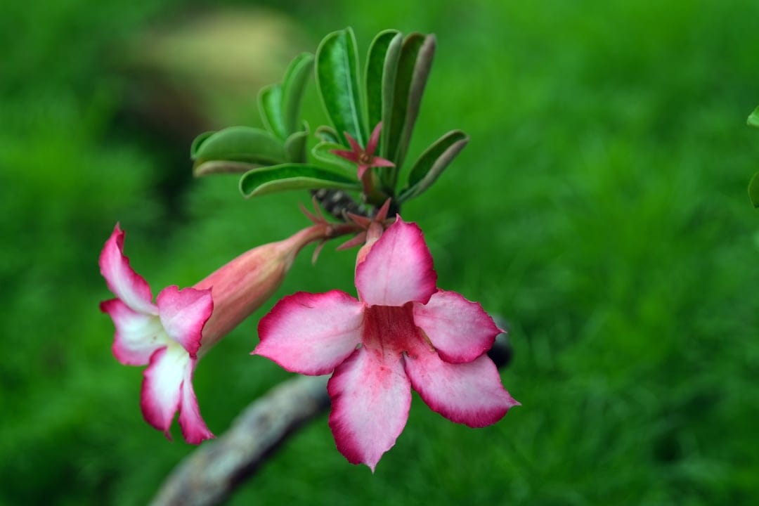 Two pink and white Desert Rose flowers with trumpet-shaped petals bloom in front of a blurred green background.