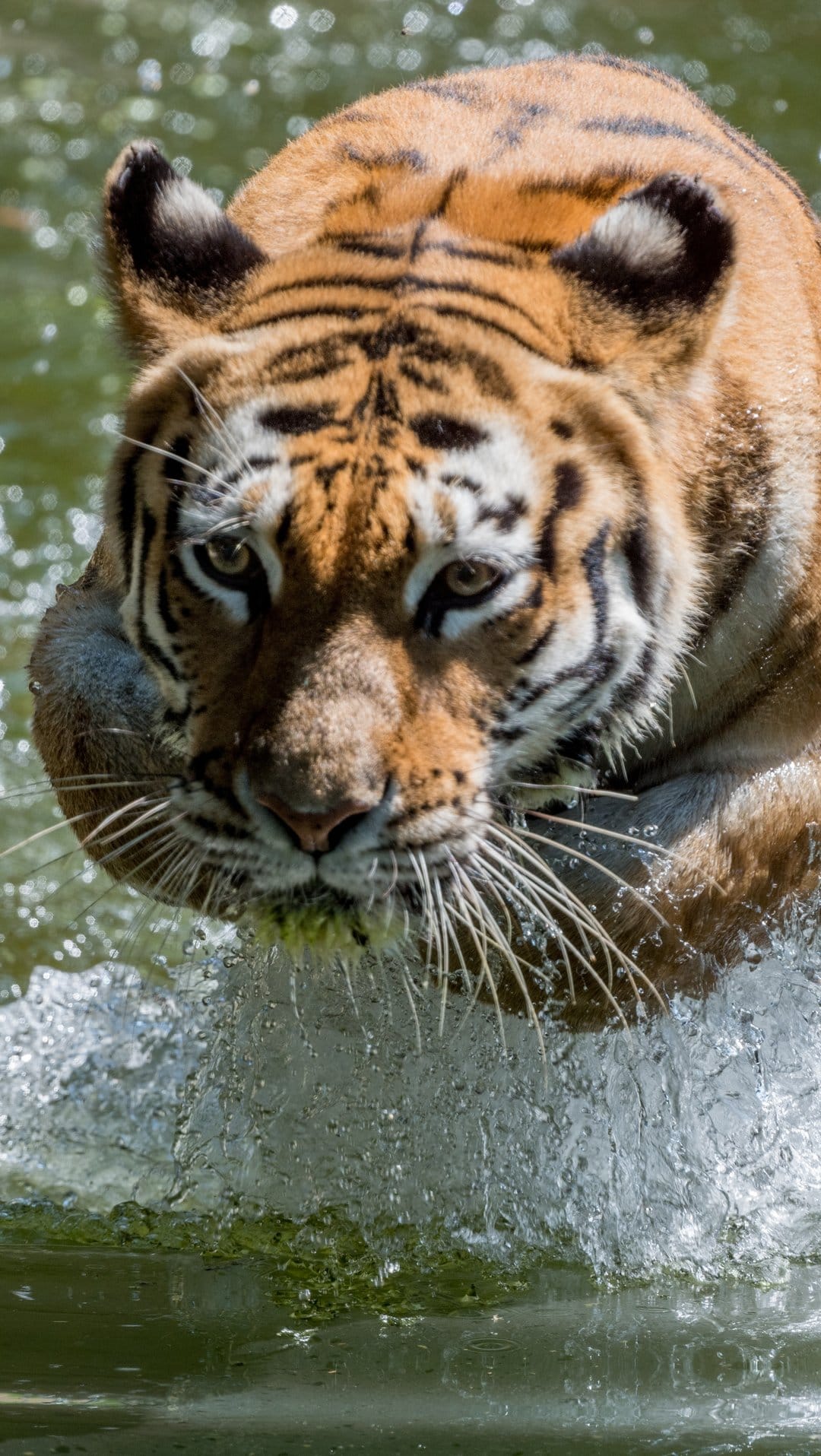 Bengal tiger leaps through splashing water with a focused gaze against a blurred green forest background.