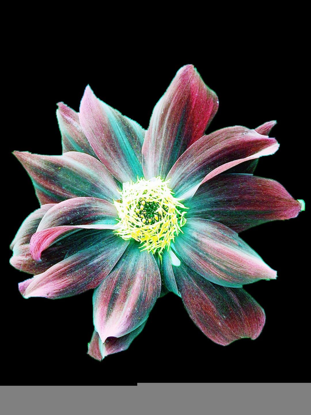 A dahlia flower with crimson and turquoise petals radiates from the center against a solid black background.