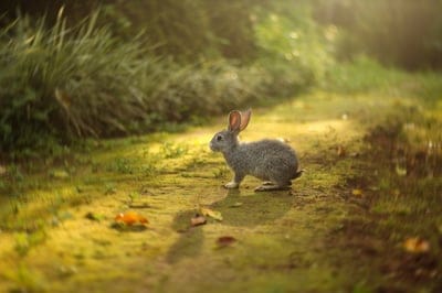 Rabbit wallpaper,Rabbit,Rabbit background,cute hare,animal
