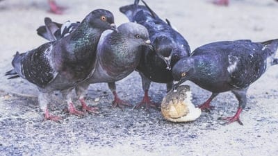 Pigeons  wallpaper,Pigeons  desktop wallpaper,Pigeons,Pigeons  background,birds