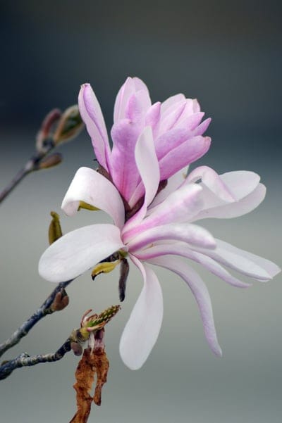 Star magnolia flower with pink and white petals on a wooden branch against a blurred green and brown background.