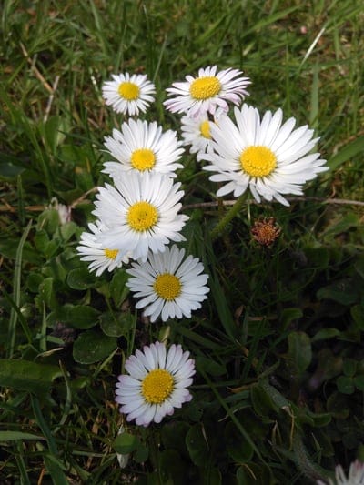 White daisies with yellow centers grow in lush green grass under bright sunlight in a top-down close-up view.