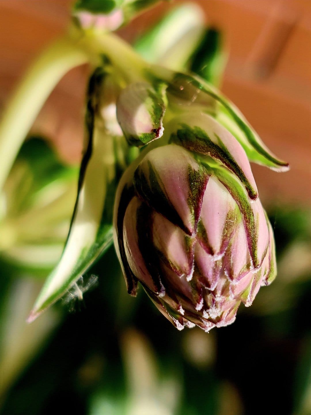Hosta flower bud with pink stripes and white tips surrounded by variegated green leaves in a macro close-up.