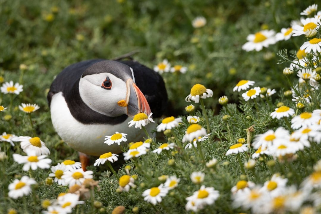 Atlantic puffin with a bright orange beak pecks at a white daisy in a soft-focus meadow of spring wildflowers.