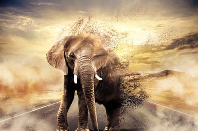 goodbye,4k wallpaper,elephant,sky background,HD wallpaper,Africa,nature,desktop backgrounds,nature background,deceived,landscape,beautiful nature,mac wallpaper,free background,wallpaper HD,savage,4k wallpaper,nature wallpaper,defenses,laptop wallpaper
