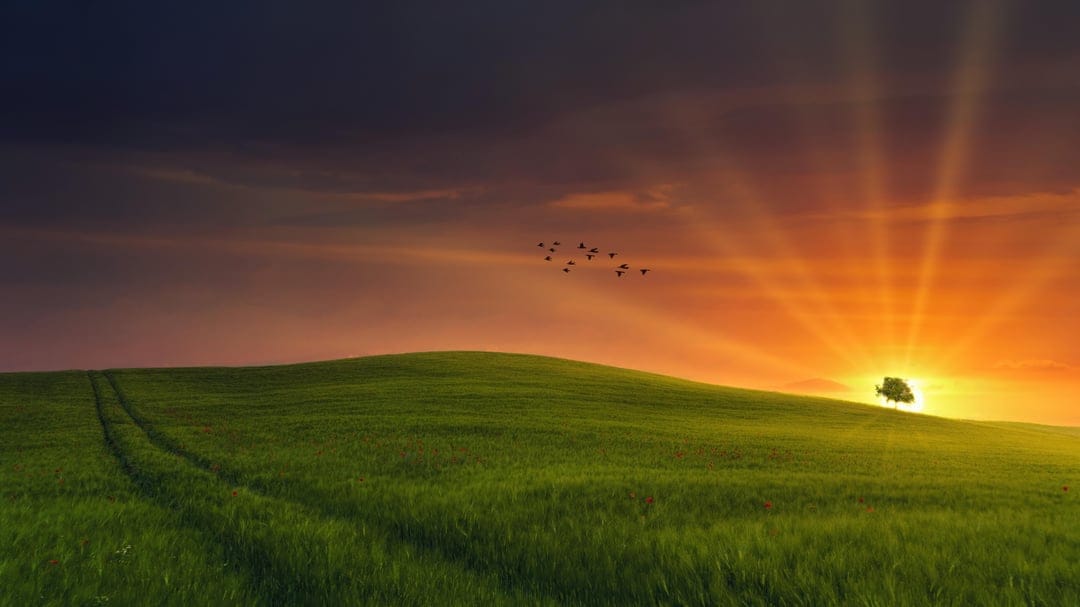 Lone tree silhouetted against an orange sunset with birds flying over green hills and faint tractor tracks.